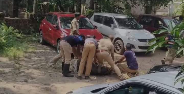 കോഴിക്കോട് നടക്കാവിൽ നടുറോഡിൽ‌ പോത്ത് വിരണ്ടോടി; രണ്ടുപേർക്ക് കുത്തേറ്റു, സാഹസികമായി തളച്ച് ഫയർഫോഴ്സ്