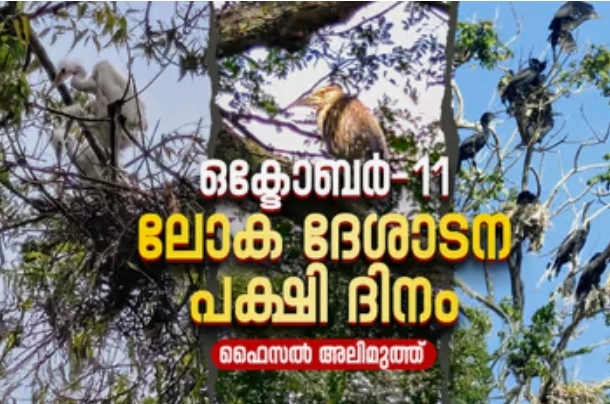 കൊറ്റില്ലങ്ങൾ ഇല്ലാതാകുന്നു, ദേശാടനപക്ഷികൾ കരയുന്നു