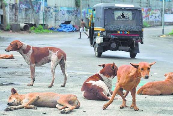 സ്കൂള്‍ വളപ്പിൽ ഒന്നാം ക്ലാസുകാരന് നേരെ തെരുവുനായകളുടെ ആക്രമണം; കുട്ടിയെ നാല് നായകൾ വളഞ്ഞിട്ട് ആക്രമിച്ചു